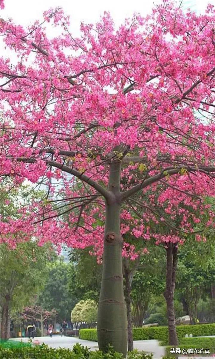 美得令人惊艳的花,世上最美的十种花样子