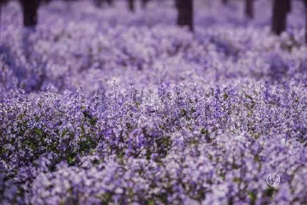 清明北京周边一日游景点推荐,清明节去哪里旅游比较好玩呢北京