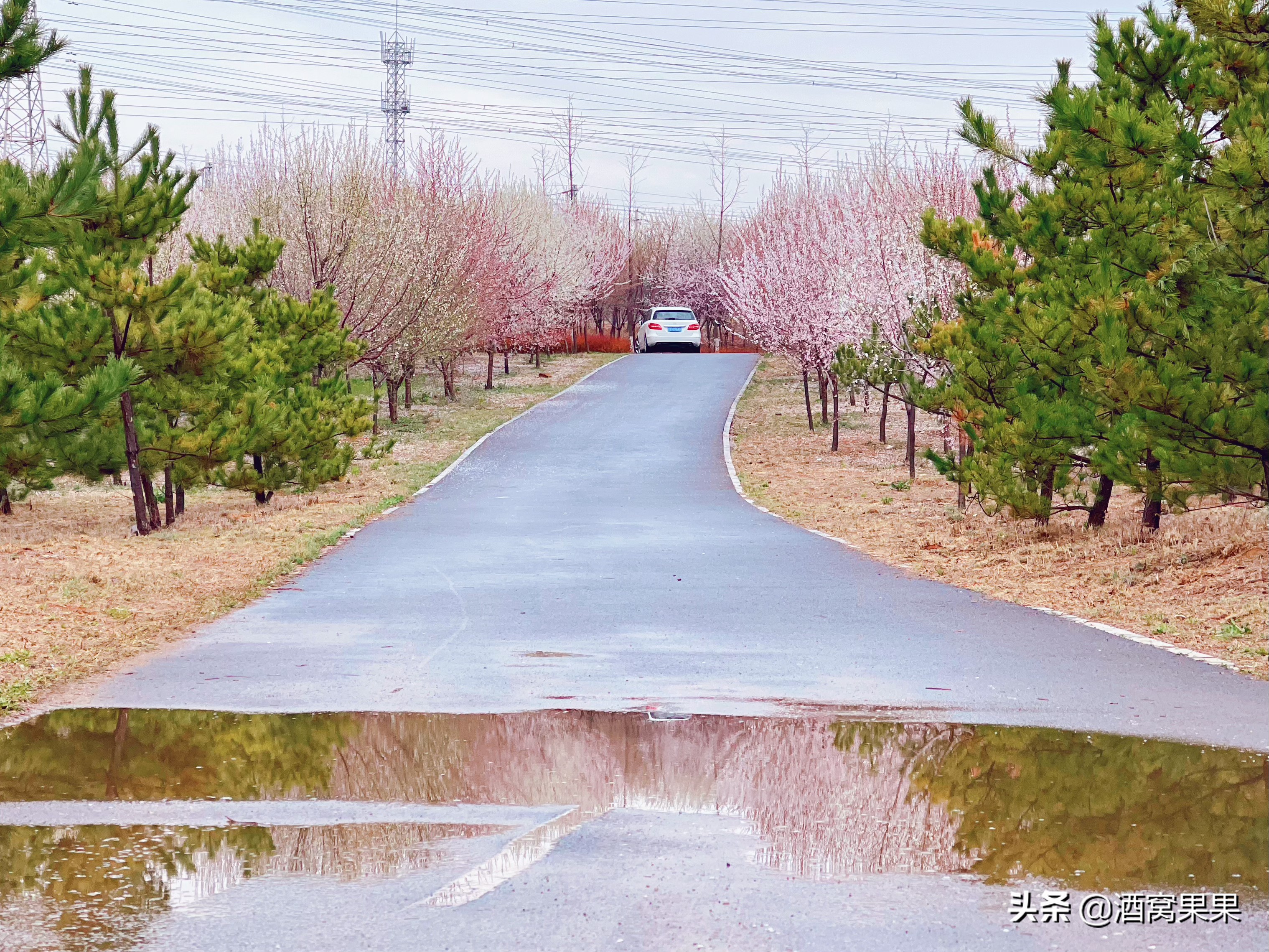 大连湾体育公园,十里桃花,不要门票停车免费还可露营遛娃