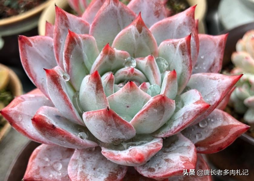 多肉蓝石莲穿裙子,薄叶蓝鸟多肉和蓝石莲的区别