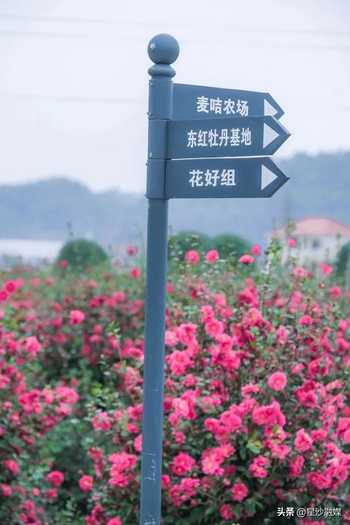 长沙春天赏花的地方有哪些,长沙春天哪里看花海