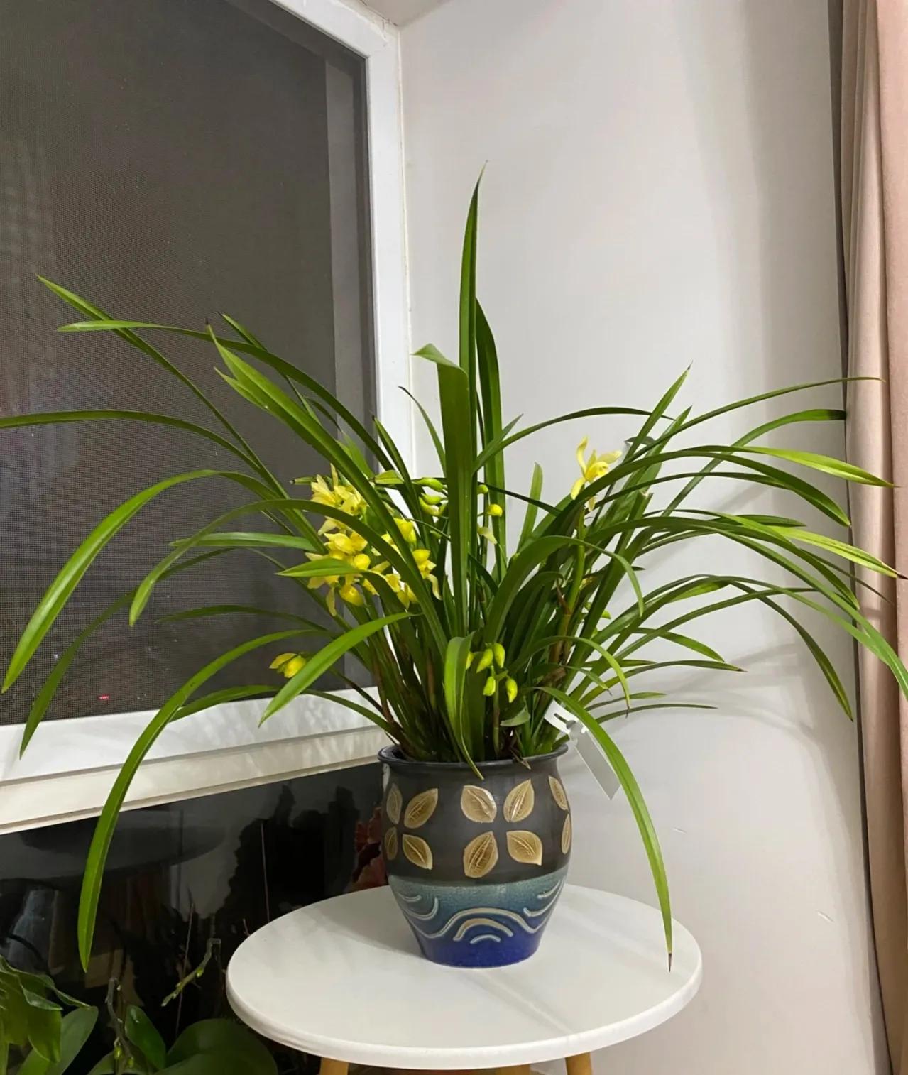 俗语“屋里有三花，非富即贵家”，说的是什么花？看你家有没有？