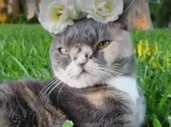 怎样测试猫咪的智商低还是高,如何测试猫咪的智商高不高