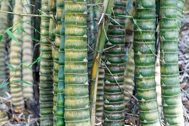 罗汉竹盆景,罗汉竹