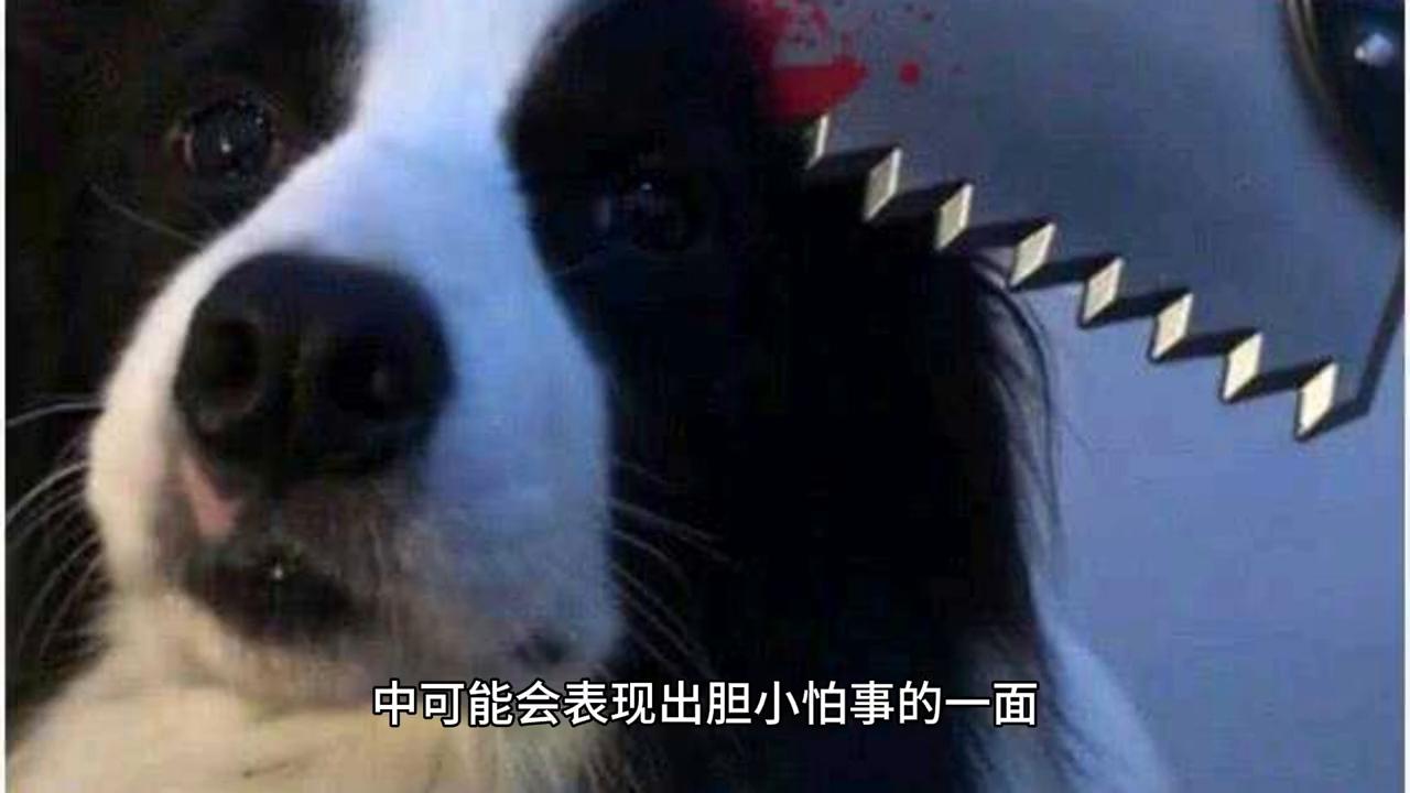 边境牧羊犬优点和缺点,边境牧羊犬的优点和缺点