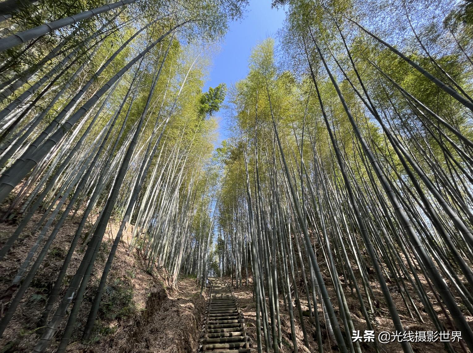 永川茶山竹海风景区门票优惠政策,永川茶山竹海2021年旅游日免费吗