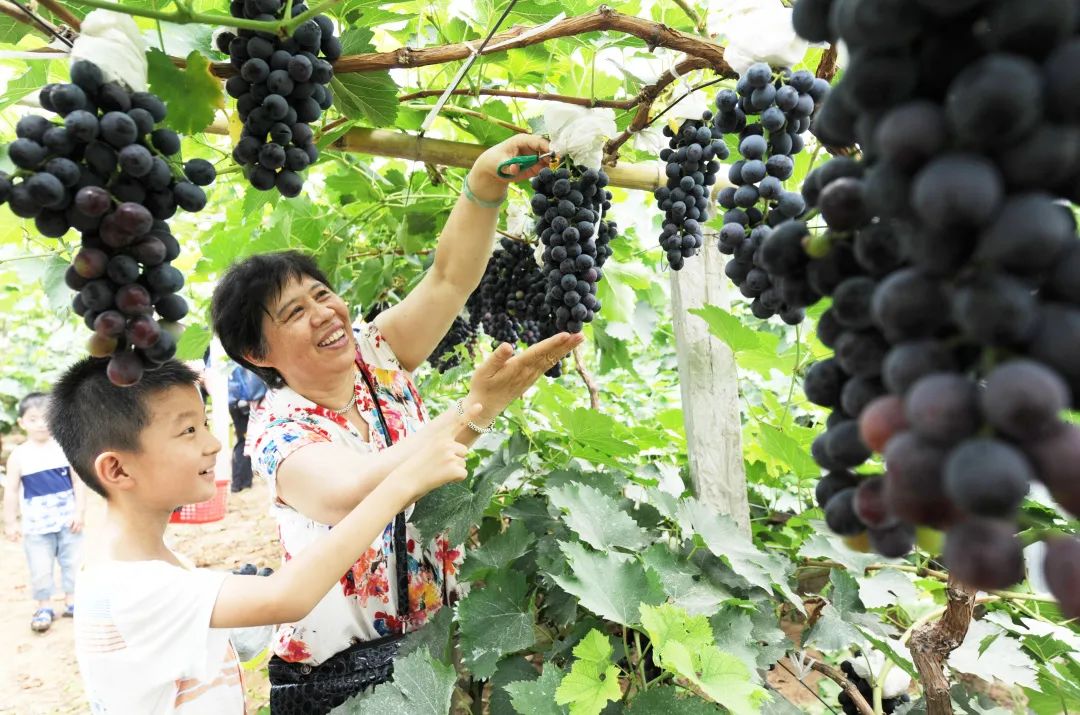 解锁乡村致富密码,想知道发财的秘密吗