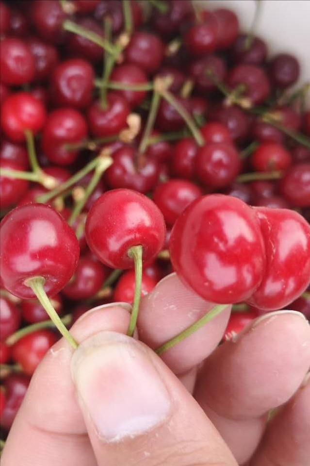 价格暴降天价水果跌落神坛惊呆了,水果价格大跳水