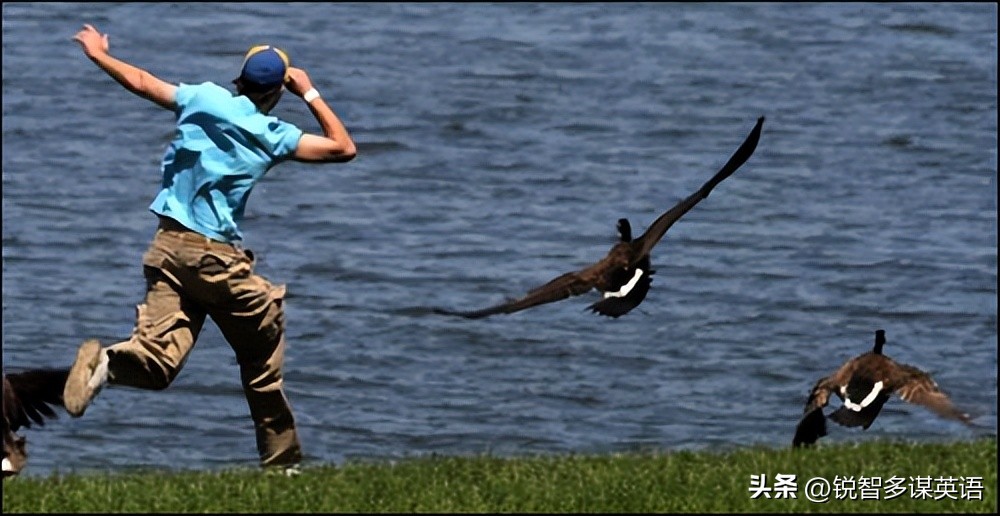 可爱的动物英语单词,可爱的动物英语名字