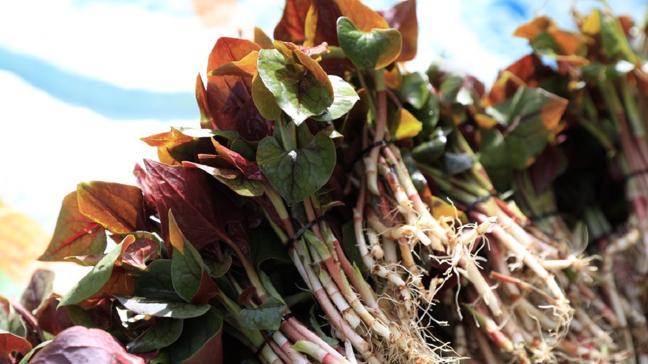 鱼腥草含“马兜铃酸”,有肾毒还致癌?真相你可能不太了解