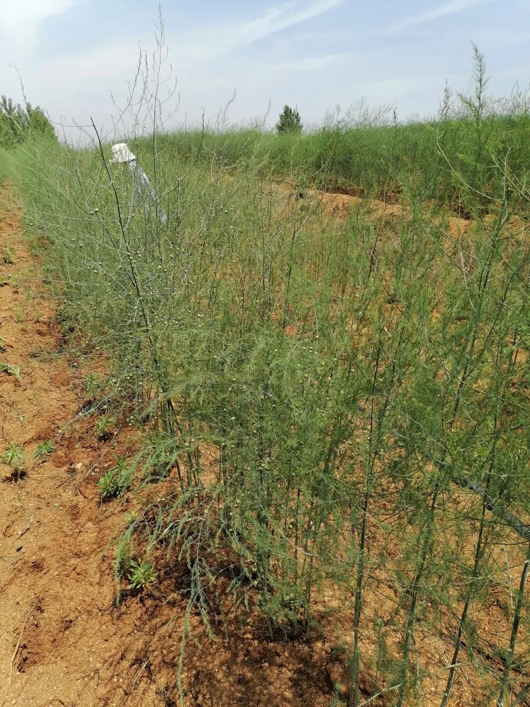 芦笋喜获丰收,芦笋引领致富路