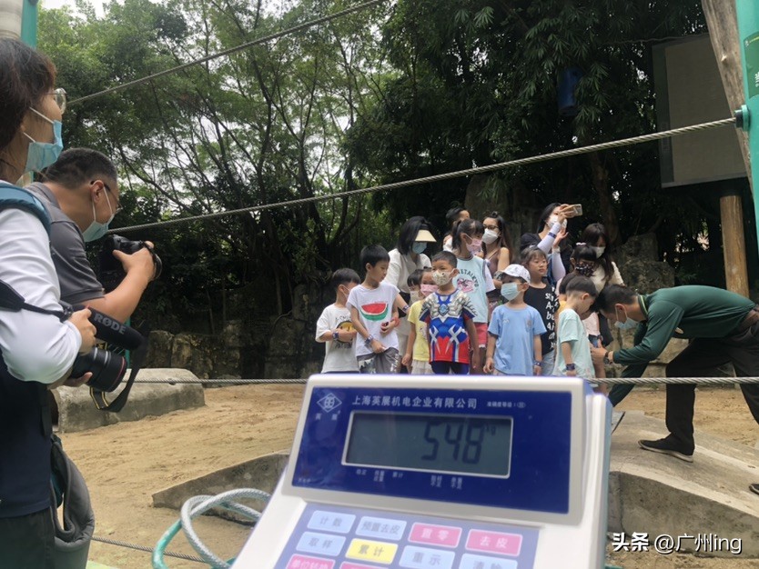 世界大象日了解亚洲象大种群,大象培育巨象