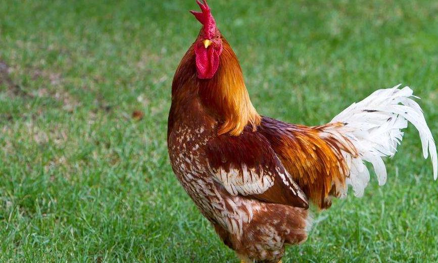 甭找了!气囊炎不同发病阶段(其治愈方案)都在这