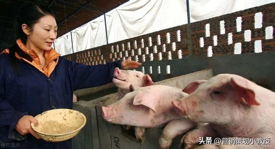 养猪致富是怎么赚钱的,农村养猪一年1万头赚几个亿