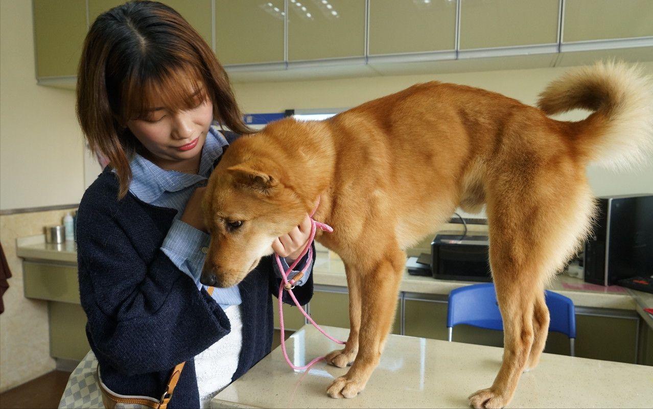 为什么断尾会延长狗狗寿命,狗狗一年的寿命是人的多少年