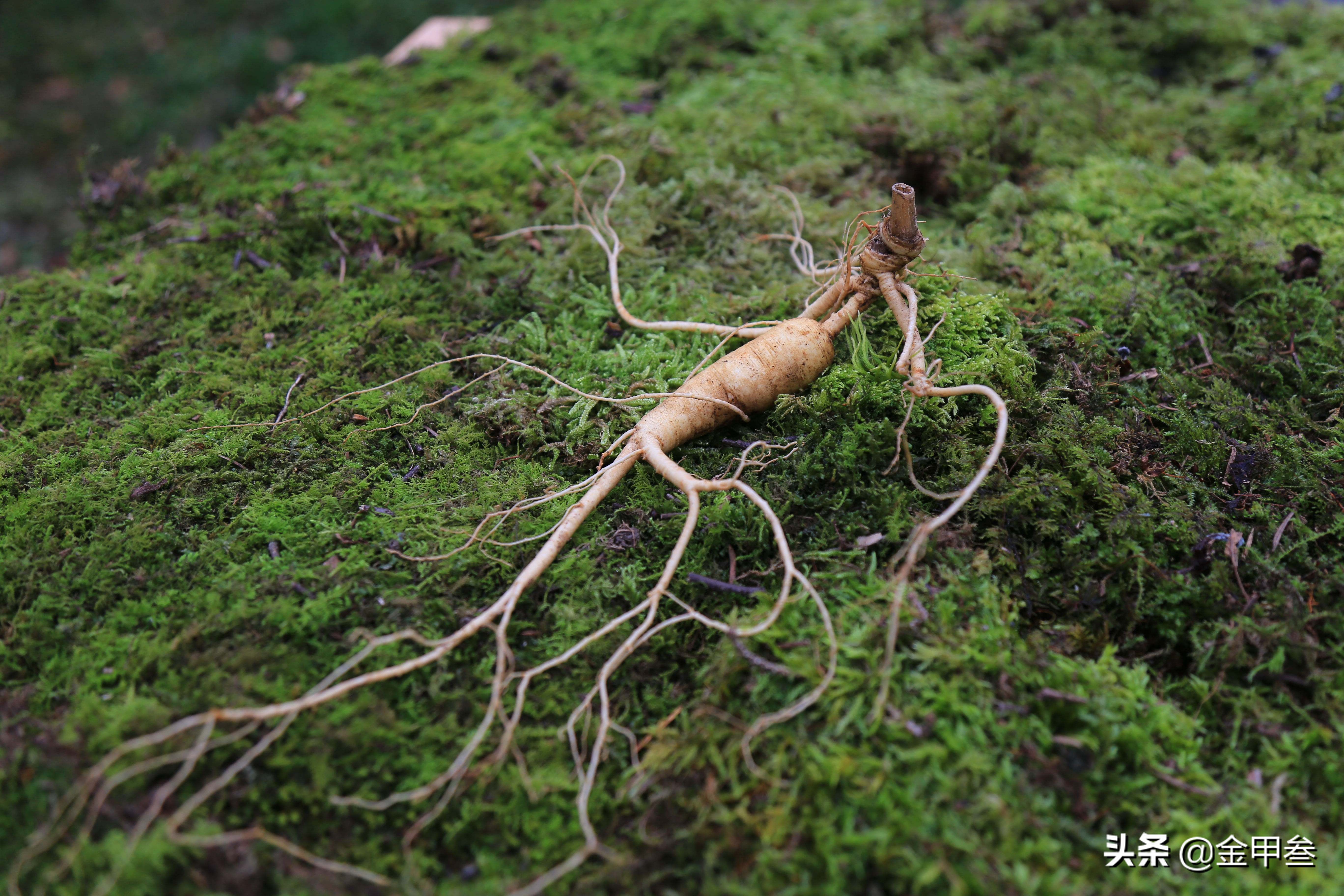 正宗老东北美食,二十多年的老东北美食