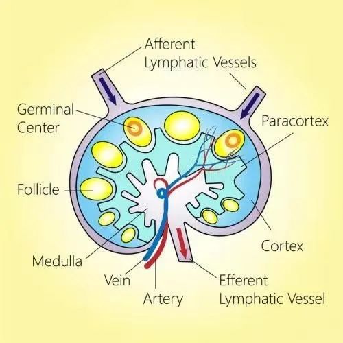 小孩脖子淋巴结有疙瘩一直存在,淋巴结发炎脖子上有疙瘩怎么办