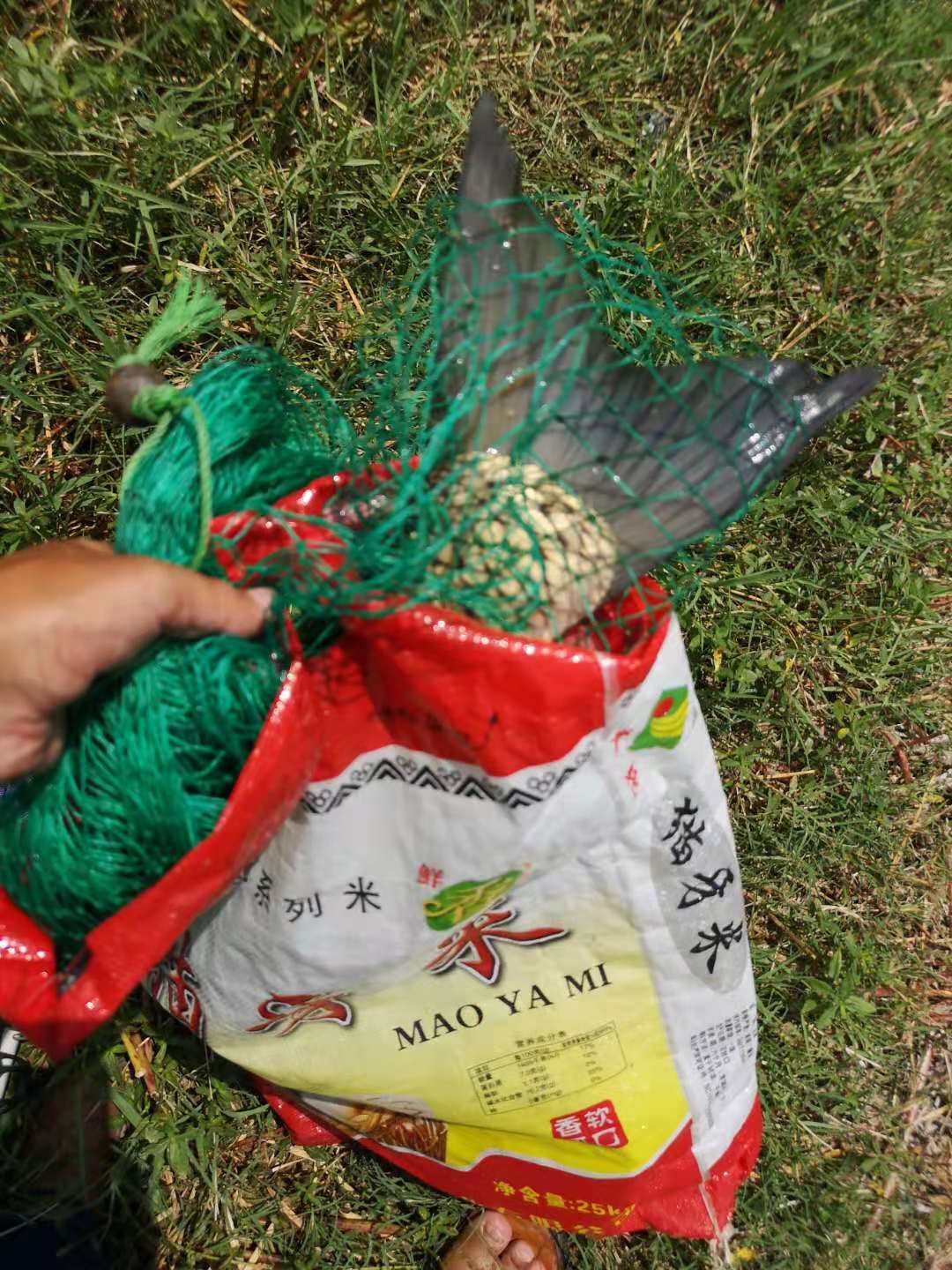 钓草鱼必做的10件事,初夏钓草鱼最佳方法