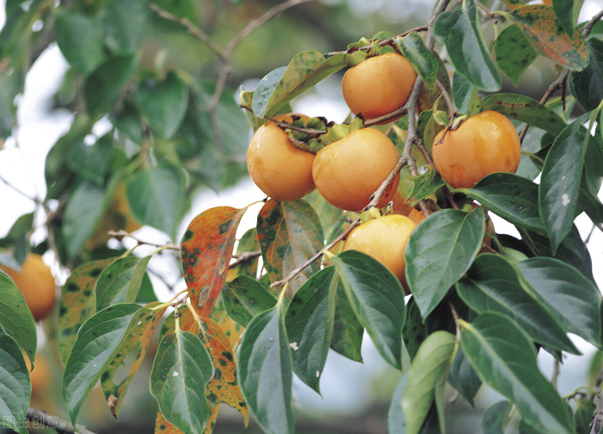 清肝泻火中成药治高血压,平肝潜阳降血压的代茶饮
