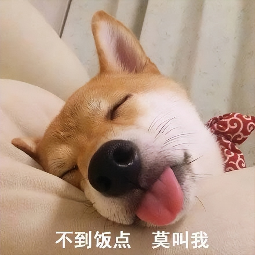 哪6种狗狗没有攻击性和不咬人,什么狗最乖最好养最好听话不咬人