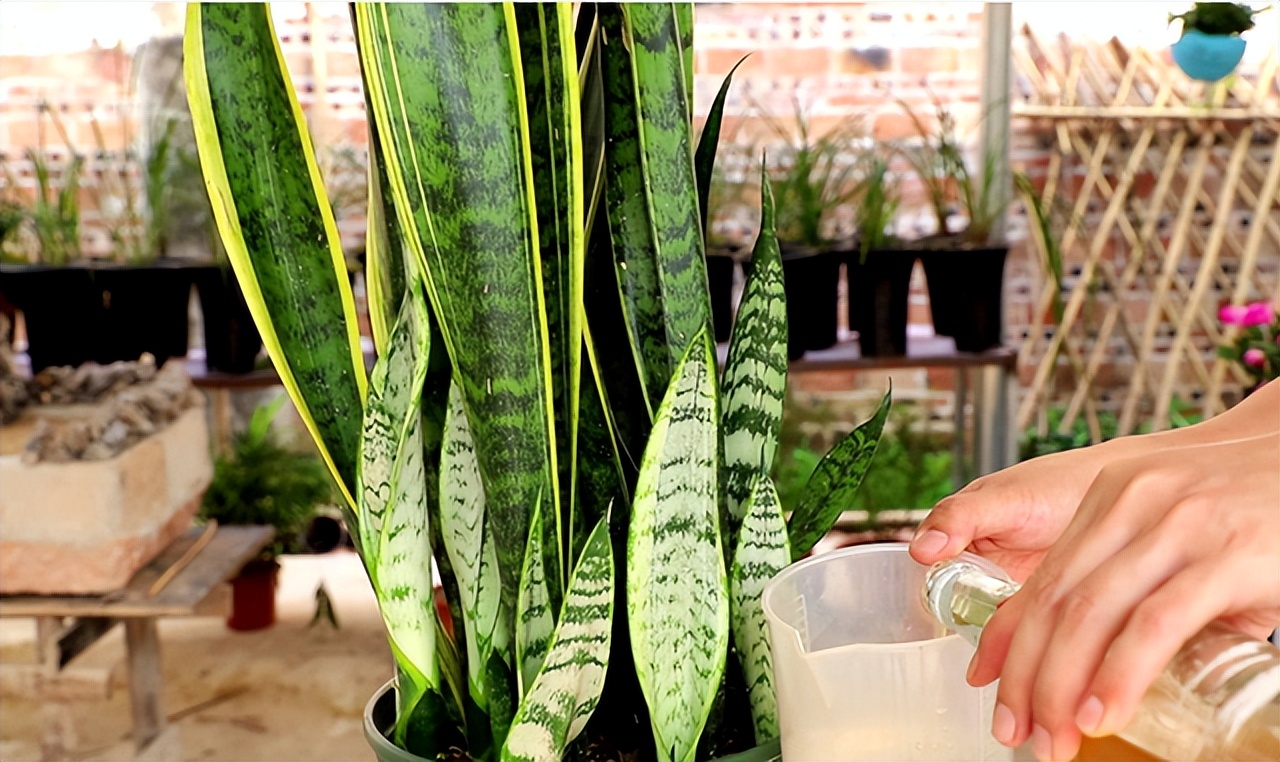 用啤酒浇花容易生虫子么,用啤酒浇花适合哪几种花