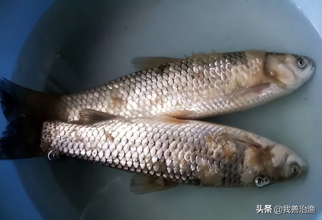 草缸鱼身上长白霉了怎么办,腊鱼上面长了黄色霉菌