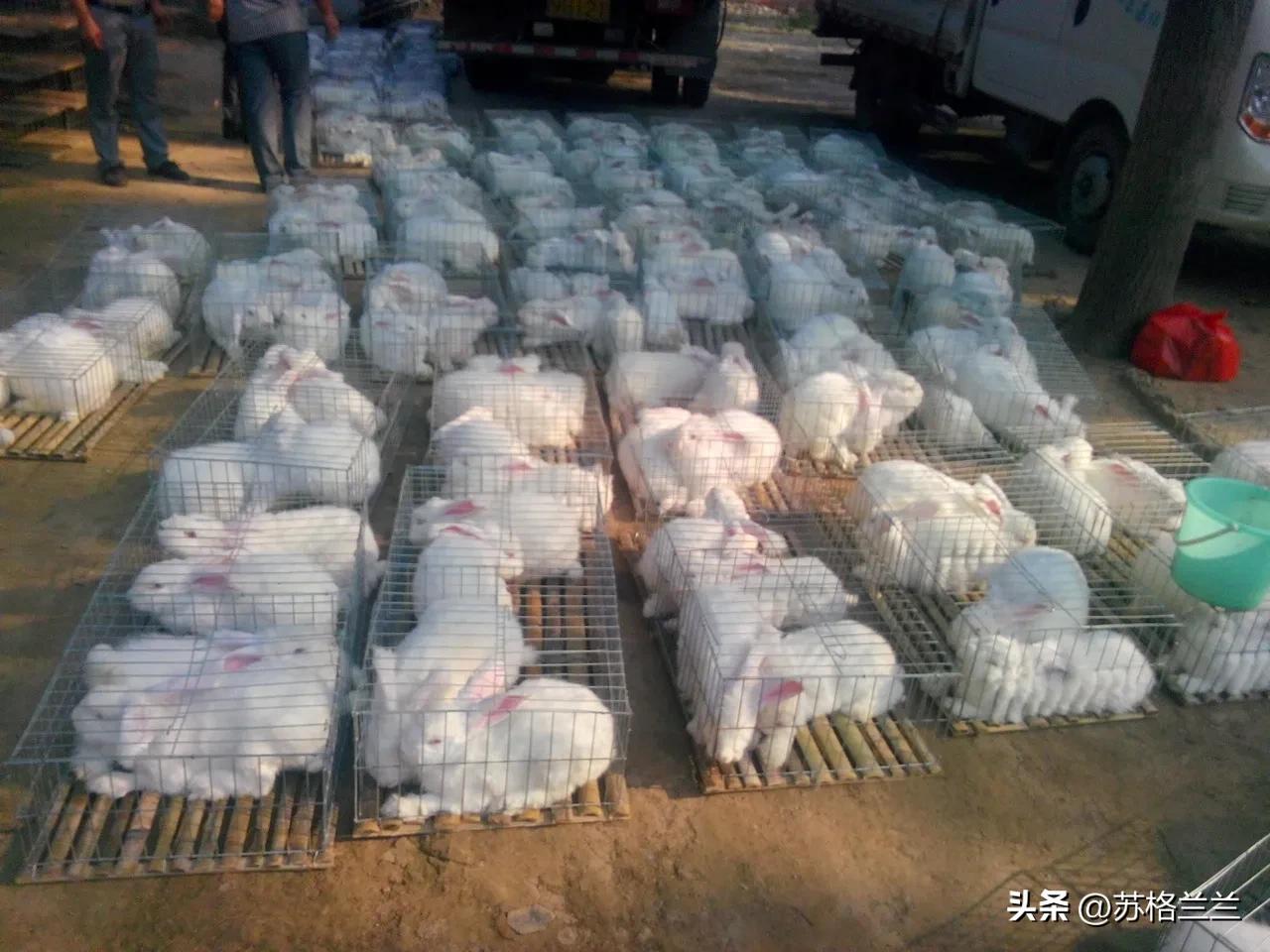 养殖500只兔子一年能赚多少,养殖3000只兔子