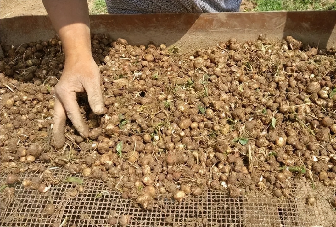 什么植物增收最好养活,农村山里有哪些值钱的植物