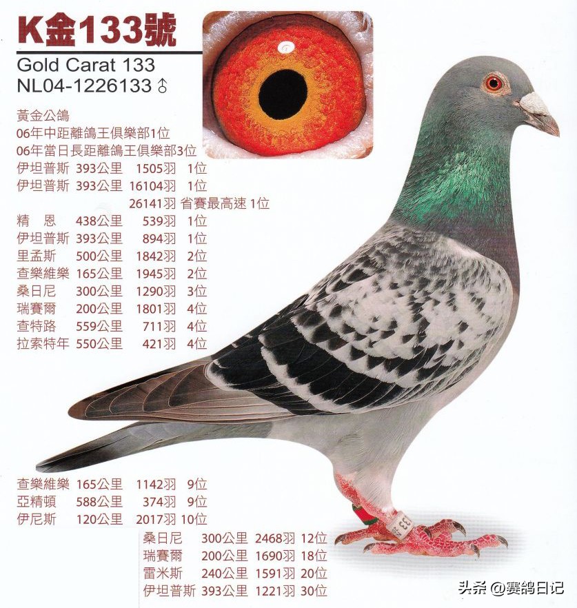 利蒙治全国双冠!!荷兰K金133家族