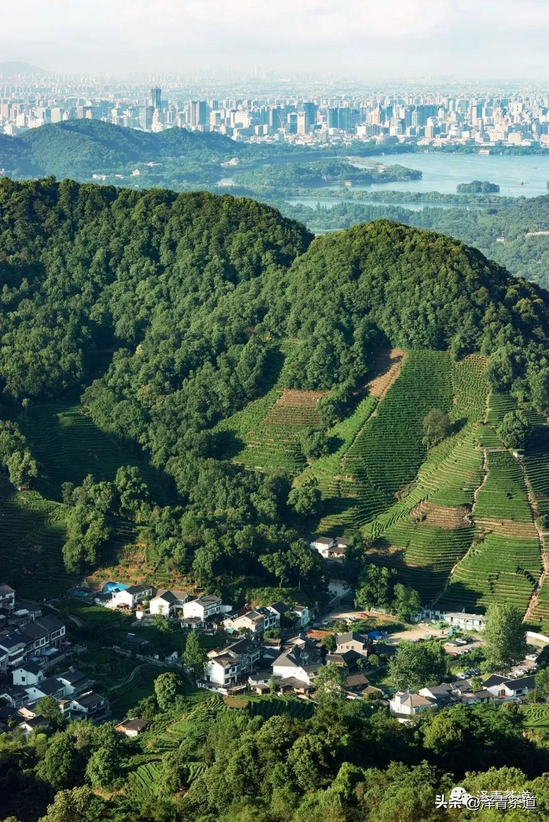 中国茶叶第一产茶大省,陕西中国茶叶第一大省