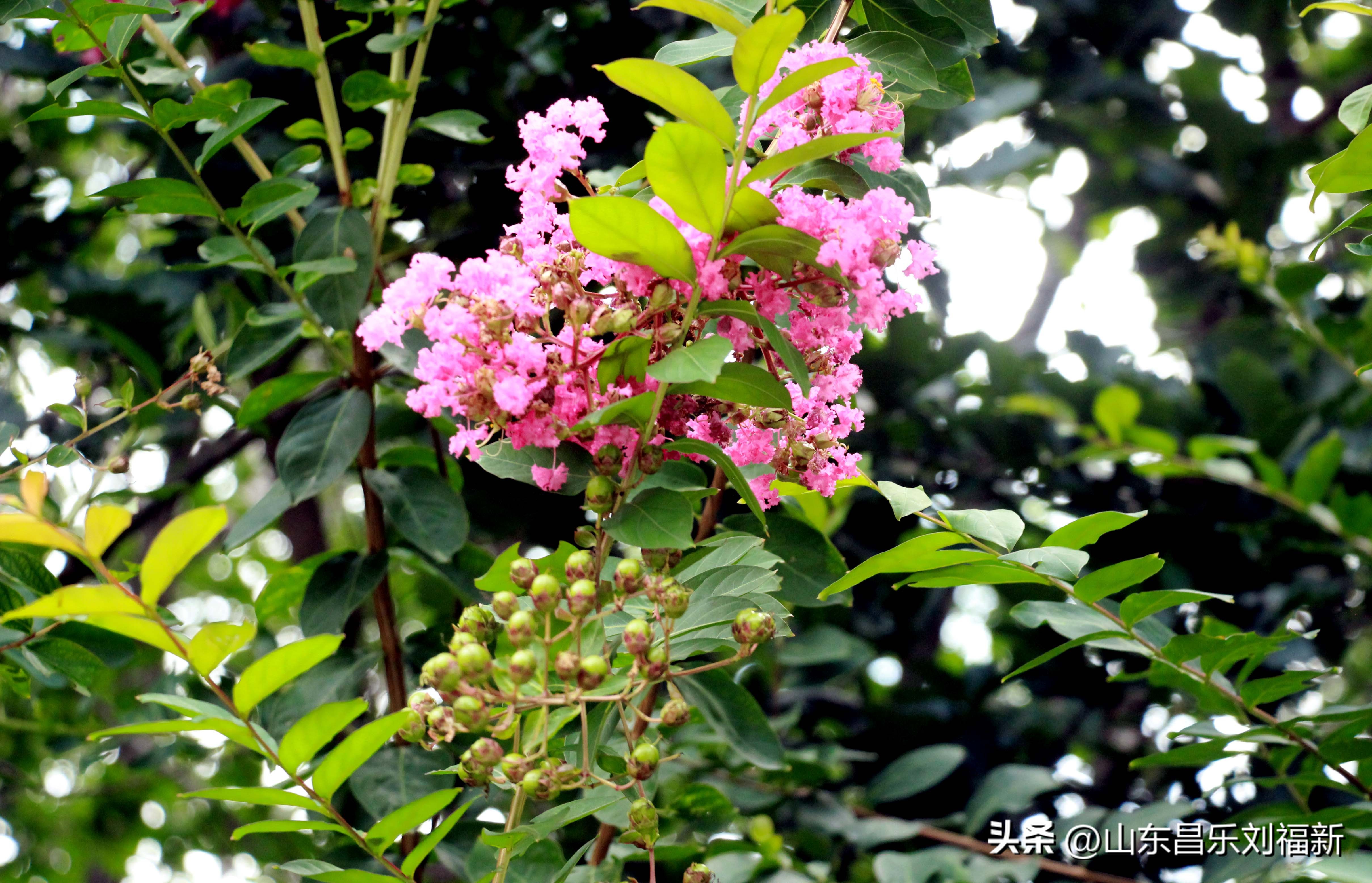 意大利蜻蜓和红蜻蜓,红蜻蜓与台湾红蜻蜓