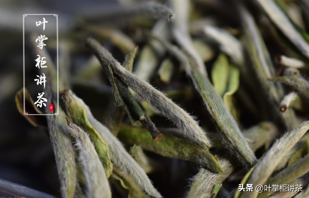 白毫银针出自哪里,白毫银针是什么茶树产的