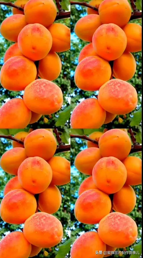 丰富美味的水果壁纸,甘甜适口的美味水果壁纸图片