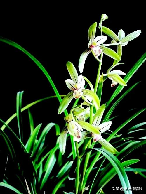 花中四君子之一兰花,兰花花草欣赏