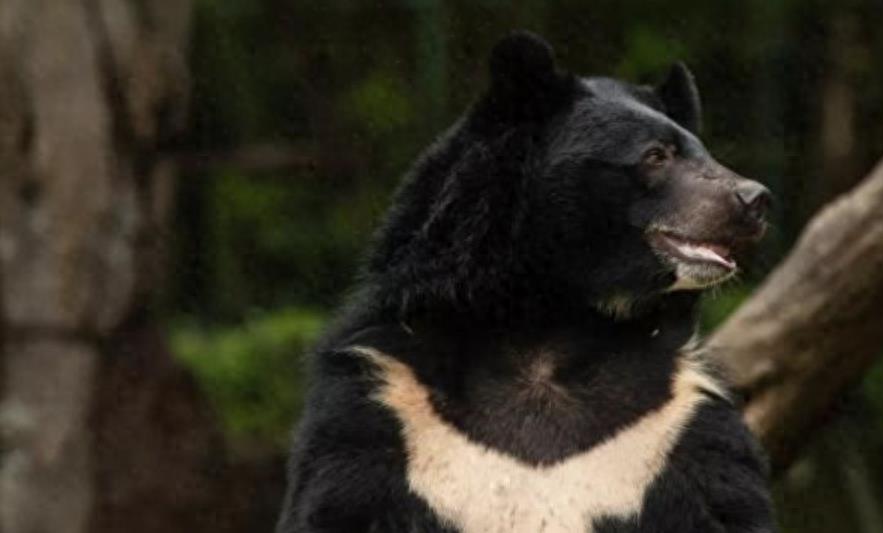 黑熊一巴掌威力测试,黑熊一巴掌力量有多大