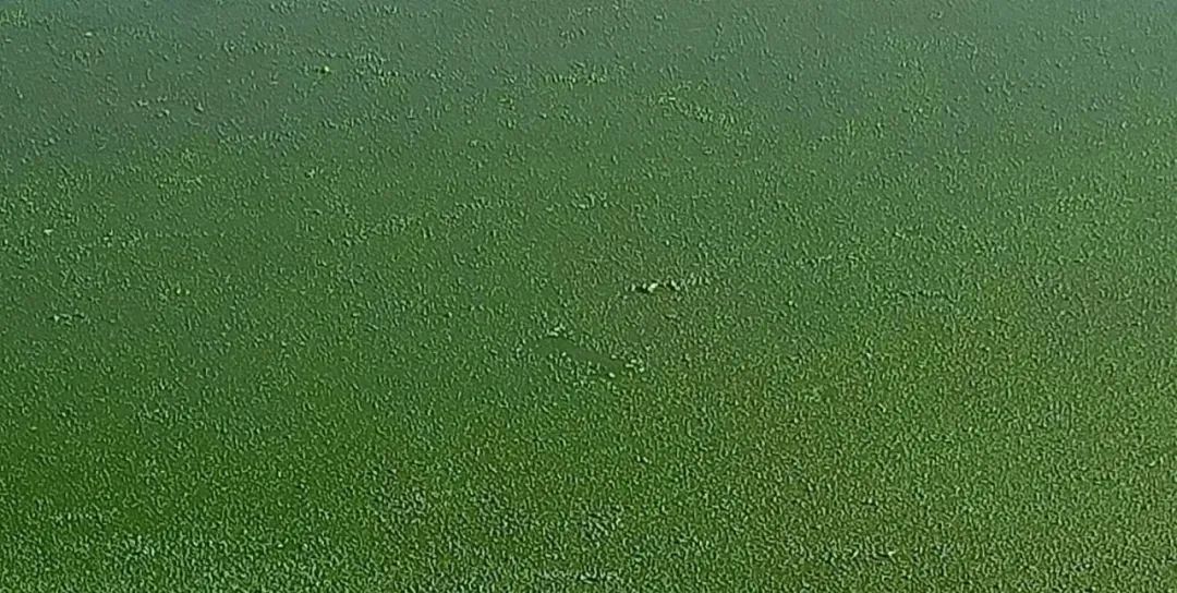 池塘水浑水浓怎么处理,池塘水浑的原因及解决方案