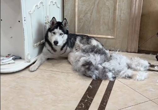 全网最听话的奥斯卡二哈,一只被主人逼疯的二哈奥斯卡