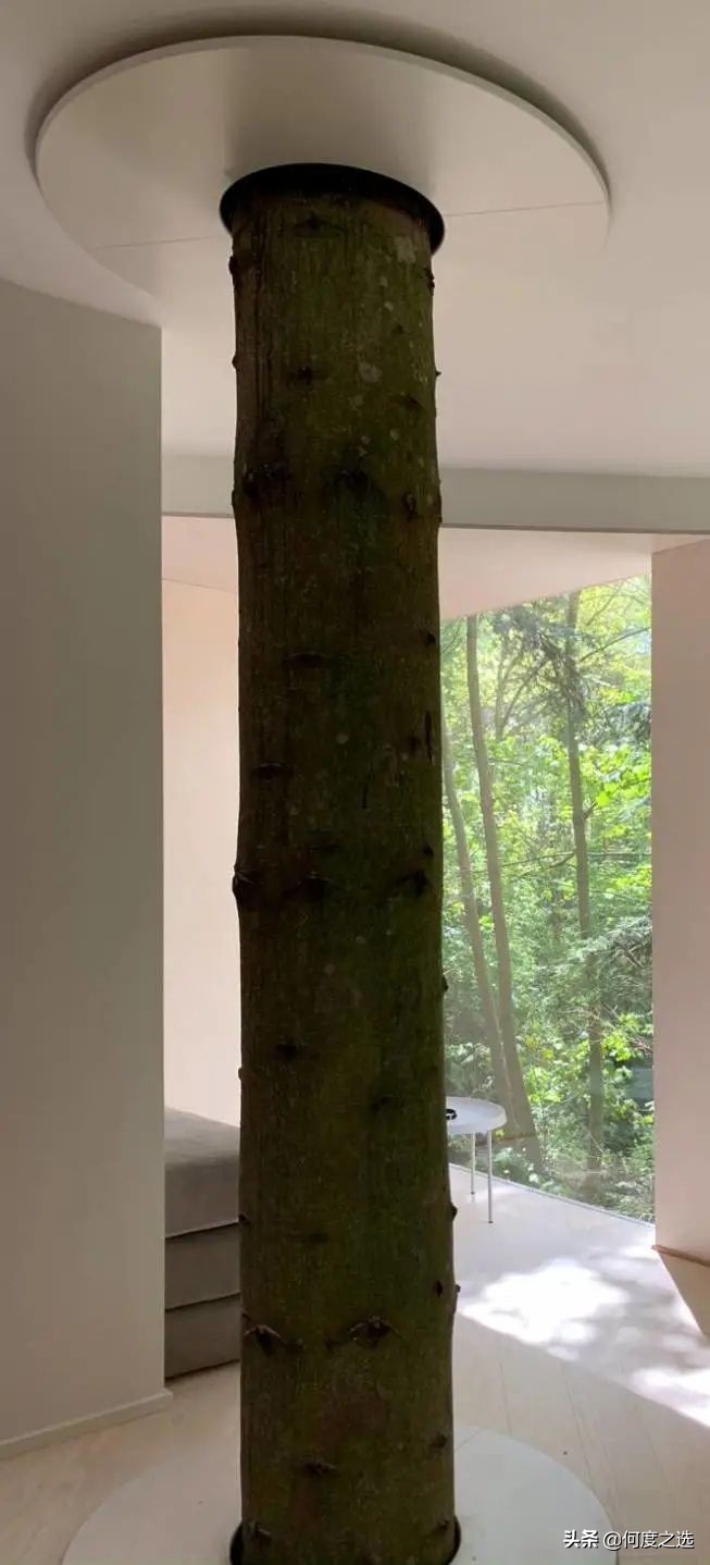 森林里的“树屋”：丹麦森林中建造的酒店，美到让人窒息