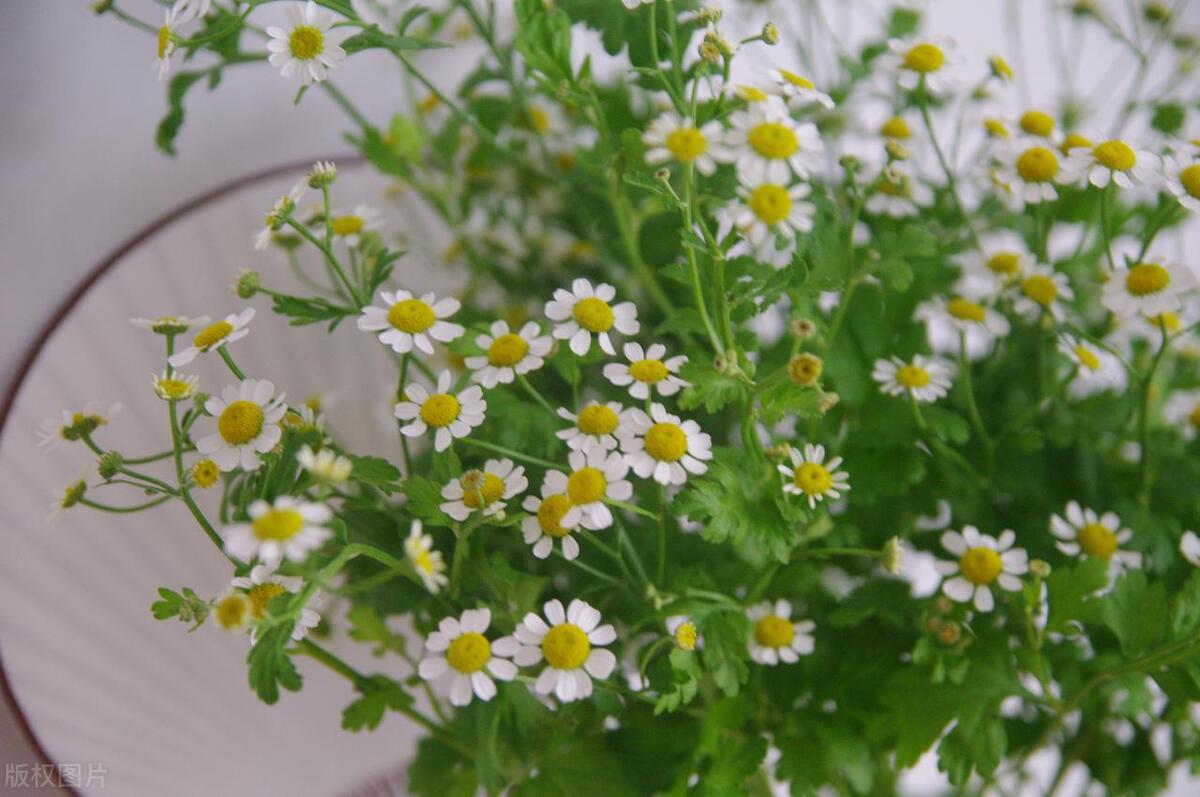 洋甘菊摆家里,家里放几盆清香木盆栽