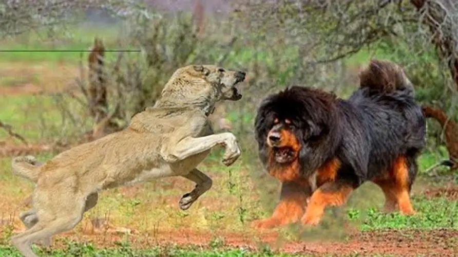 成都画家在草原写生收养狼的故事,成都女青年画家意外收养一只幼狼