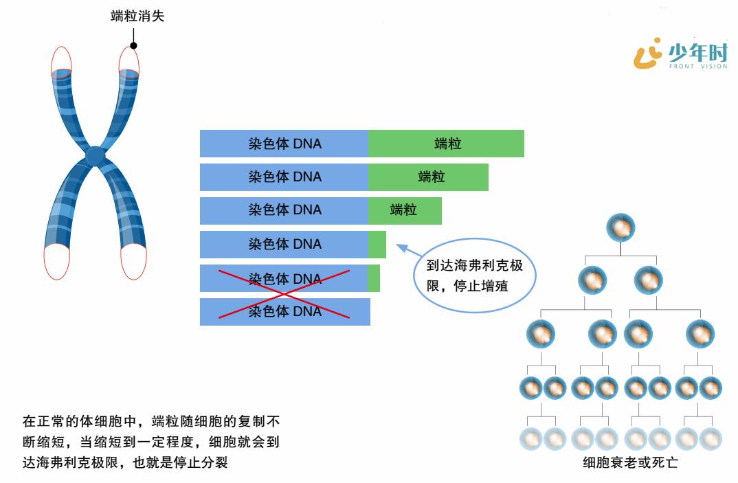 美国科学家8周让人年轻11岁!成功发现让身体衰老的“隐形杀手”