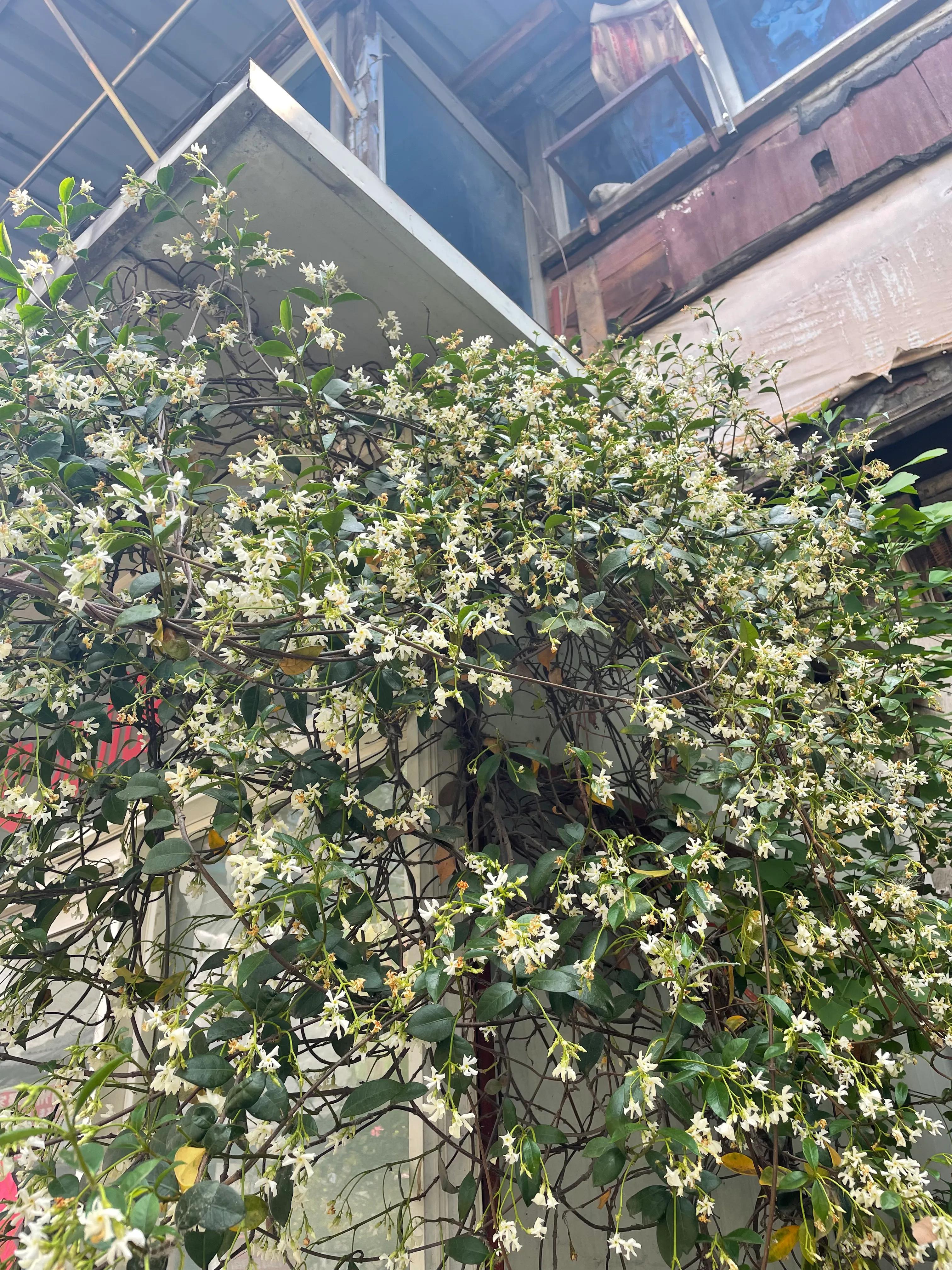 扬州古港旅游攻略大全,扬州东关古街自驾游