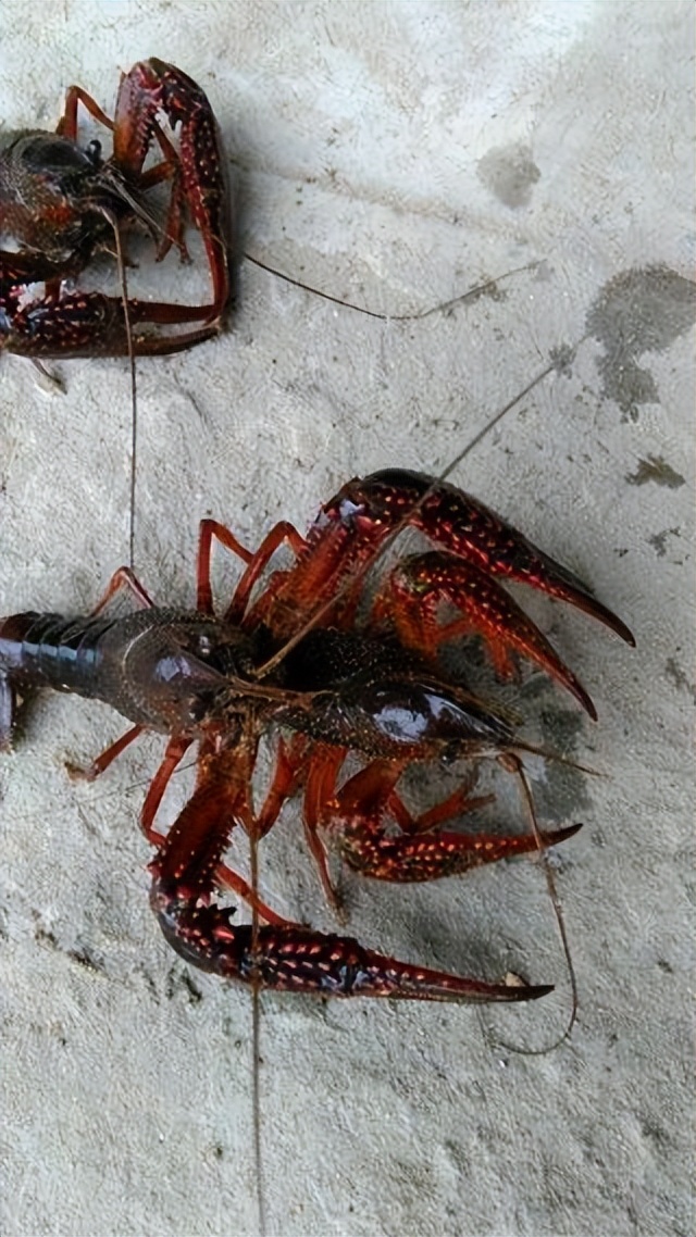 夏天小龙虾到底能不能吃,小龙虾烧烤的危害