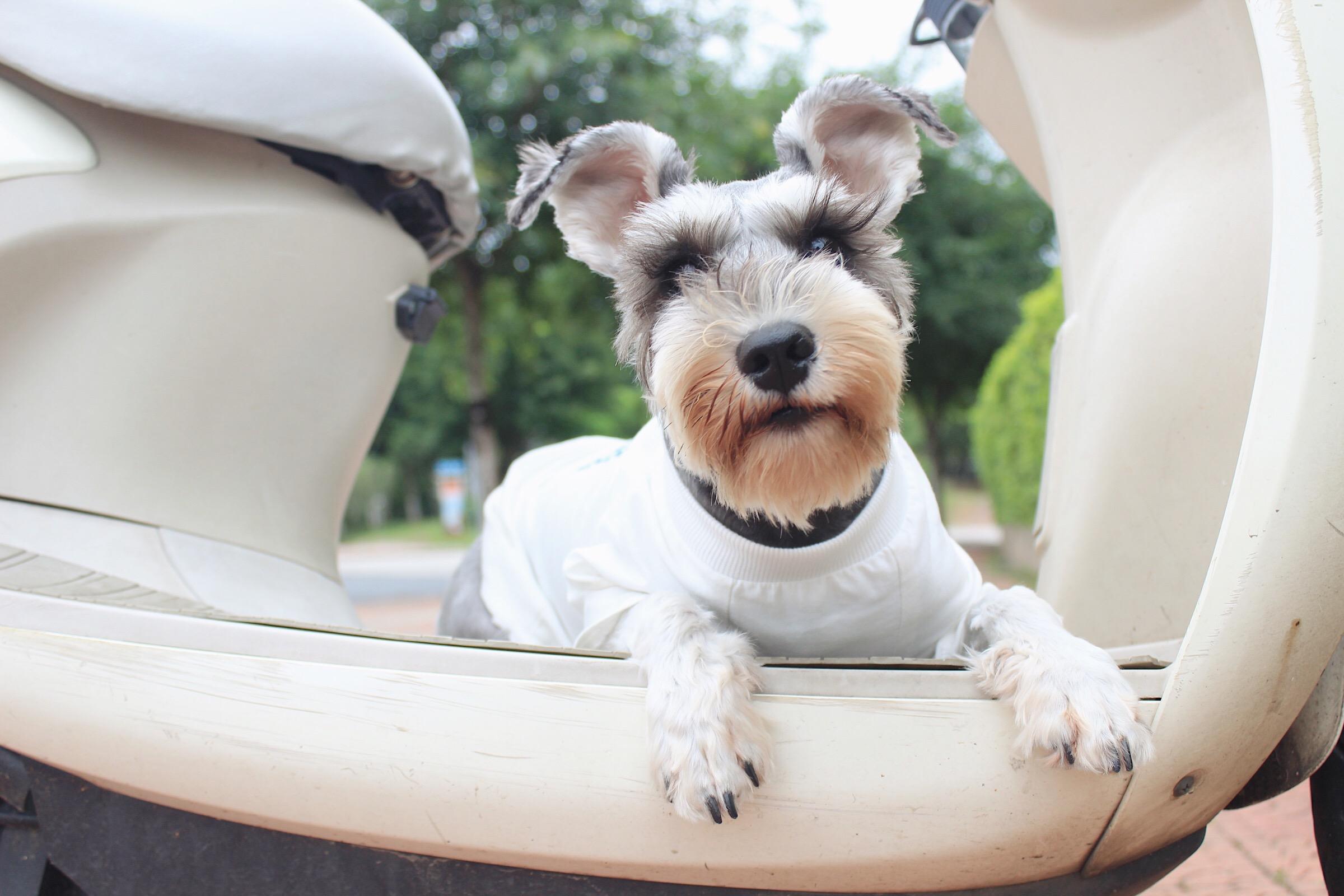雪纳瑞断尾有什么好处,养雪纳瑞犬的好处和坏处