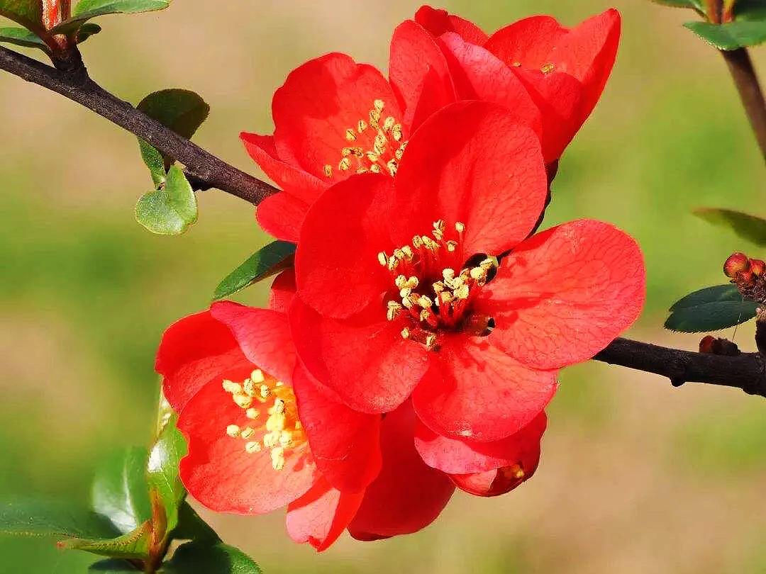 贴梗海棠海棠花品种大全,贴梗海棠的花型