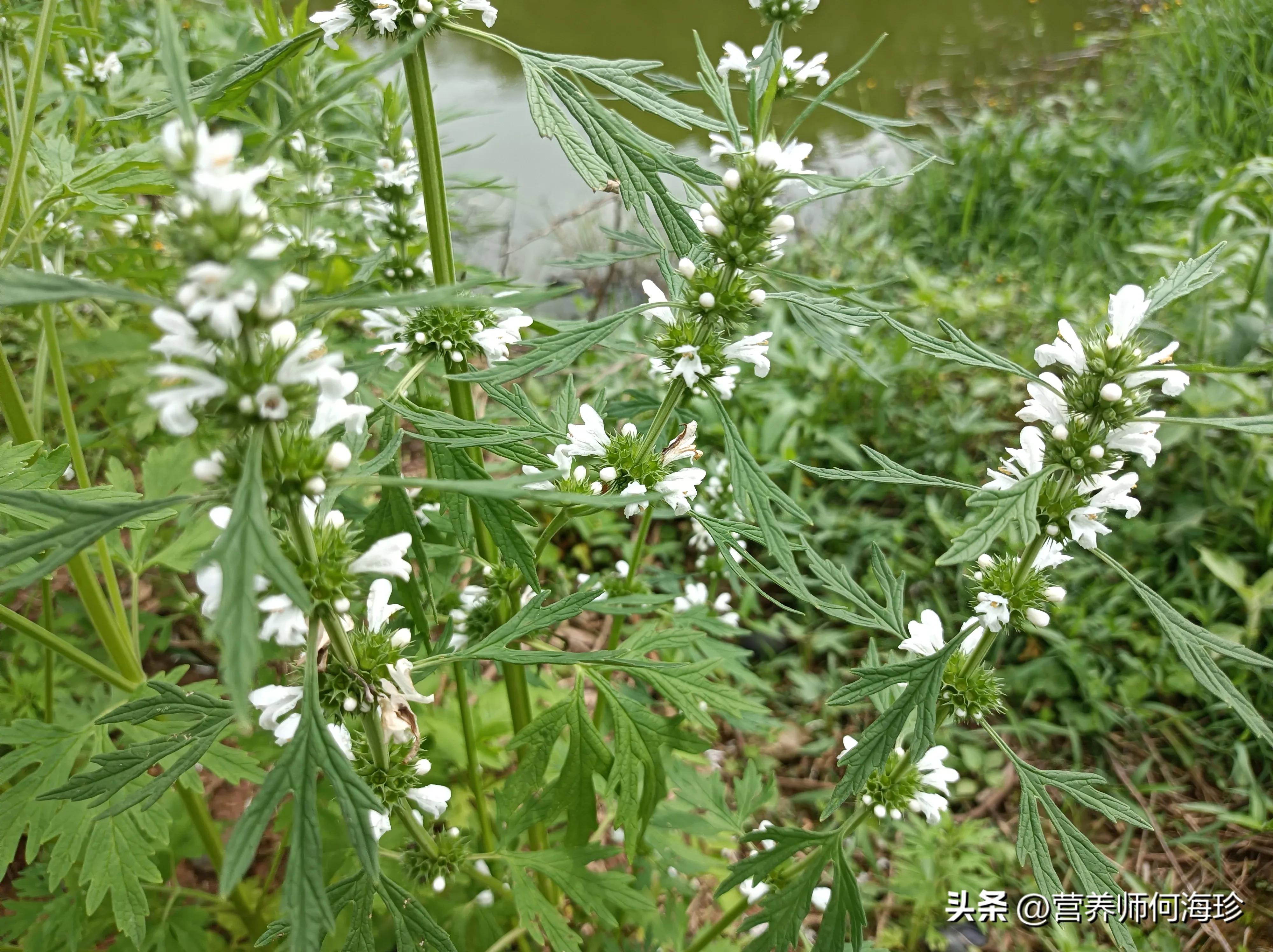 民间俗称“妇科圣草”，农村田边有不少，女人看到就挖走，好处多