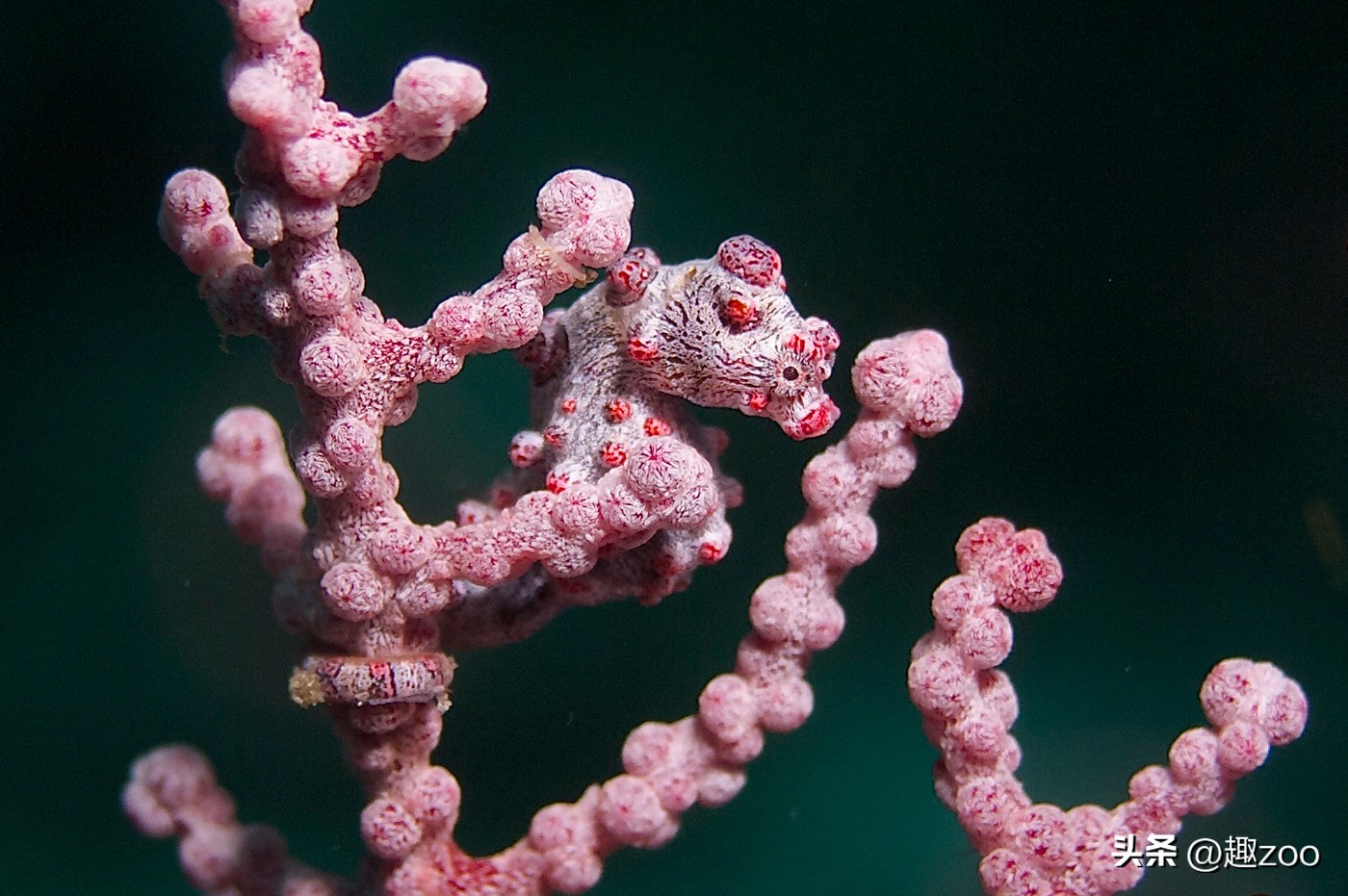 十大品牌海马的排名,十大最强海马