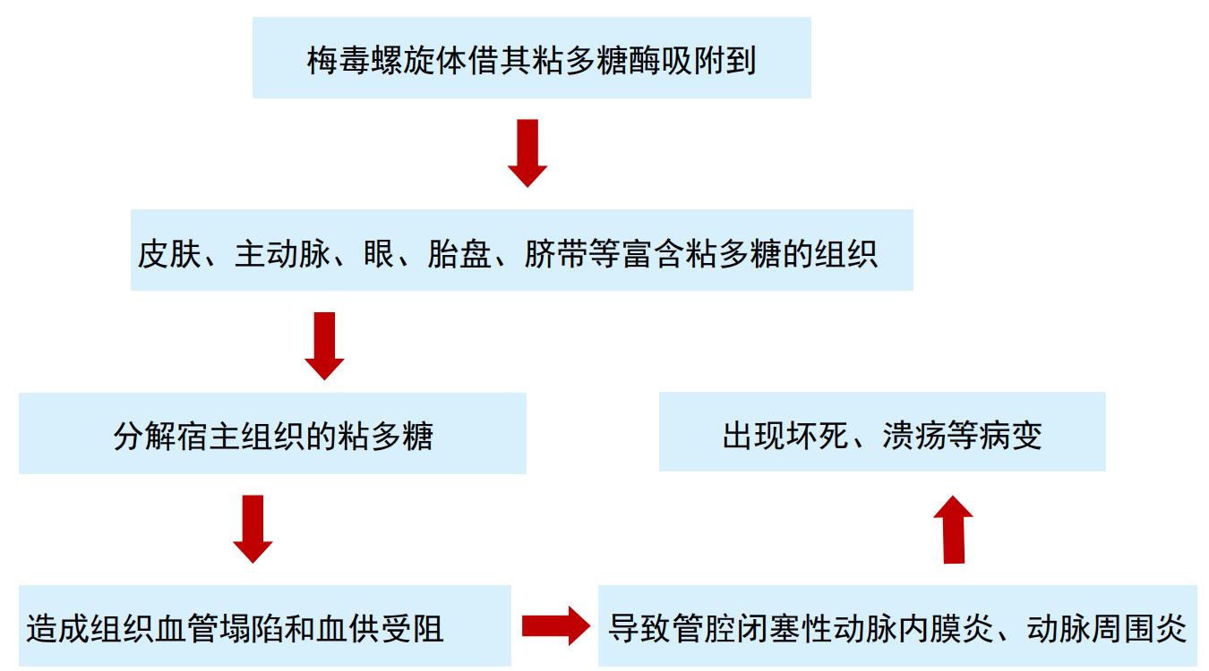 梅毒的病因和起源,梅毒的起源病因及症状表现