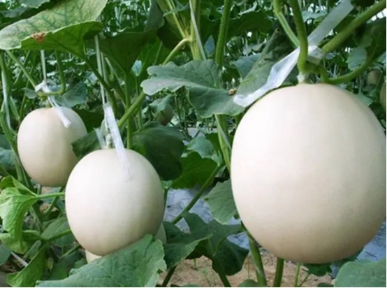 买西瓜甜瓜的正确方法,甜瓜怎么挑选