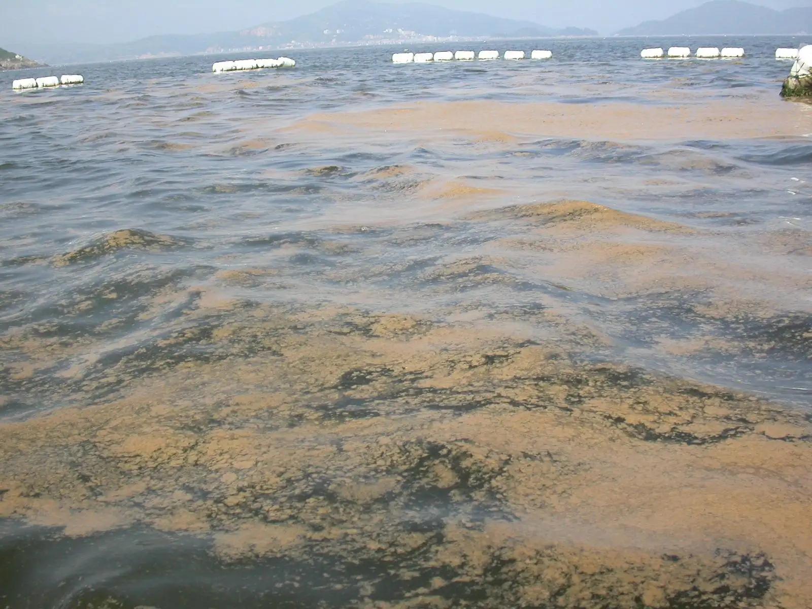 鱼跳出水面是地震前兆吗,鱼浮出水面是地震前兆吗